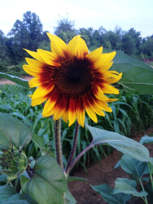 Sunflower!